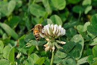 Schloss Bruchsal, Biene auf Blüte