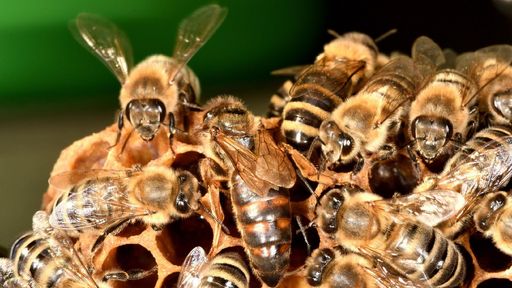 Schloss Bruchsal, Detail, Bienen