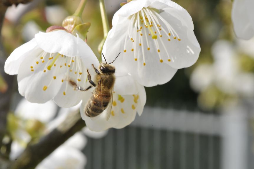 Schloss Bruchsal, Biene auf Blüte